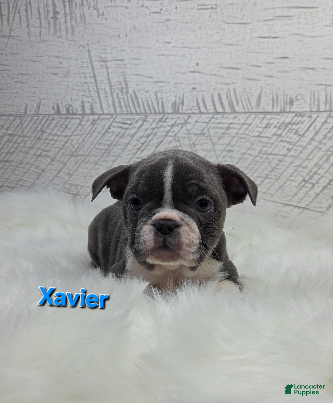Frenchton dogs for sale: Xavier  - Ad 7