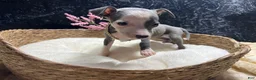 Italian Greyhound dogs for sale: Italian Greyhound 5 - Ad 7