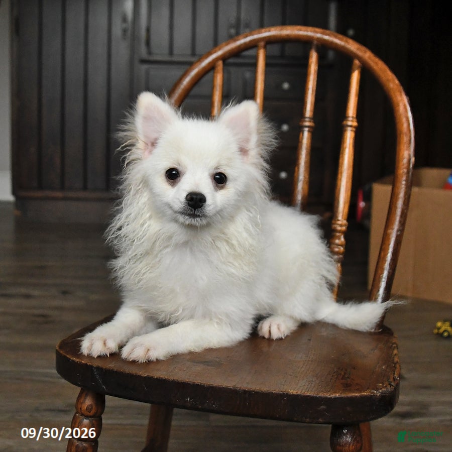 Pomeranian dogs Duke - Ad 2
