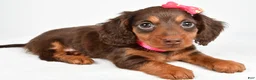 Miniature Dachshund dogs for sale: Trixie - Ad 8
