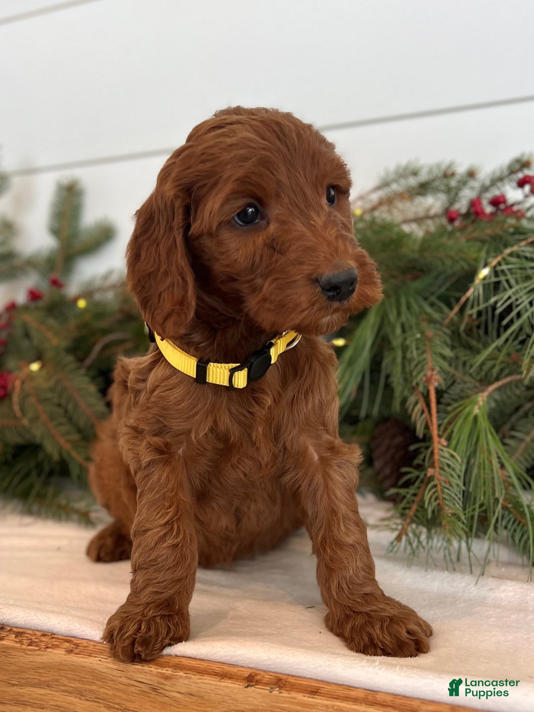 Irish Doodle dogs for sale: Ginger - Ad 10