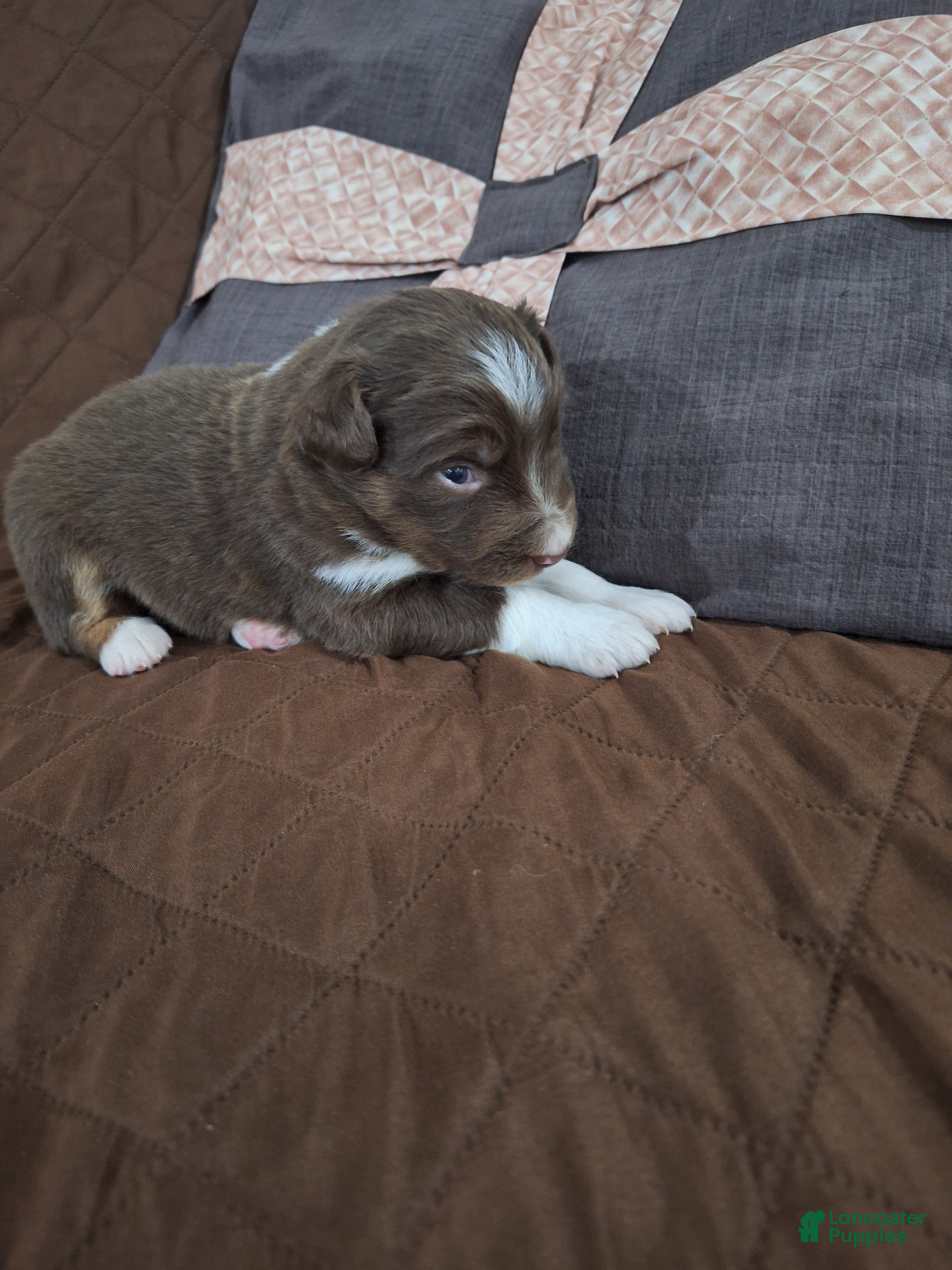 Miniature Australian Shepherd dogs Miniature Australian Shepherd Puppy 3 - Ad 22