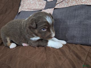 Miniature Australian Shepherd dogs Miniature Australian Shepherd Puppy 3 - Ad 22