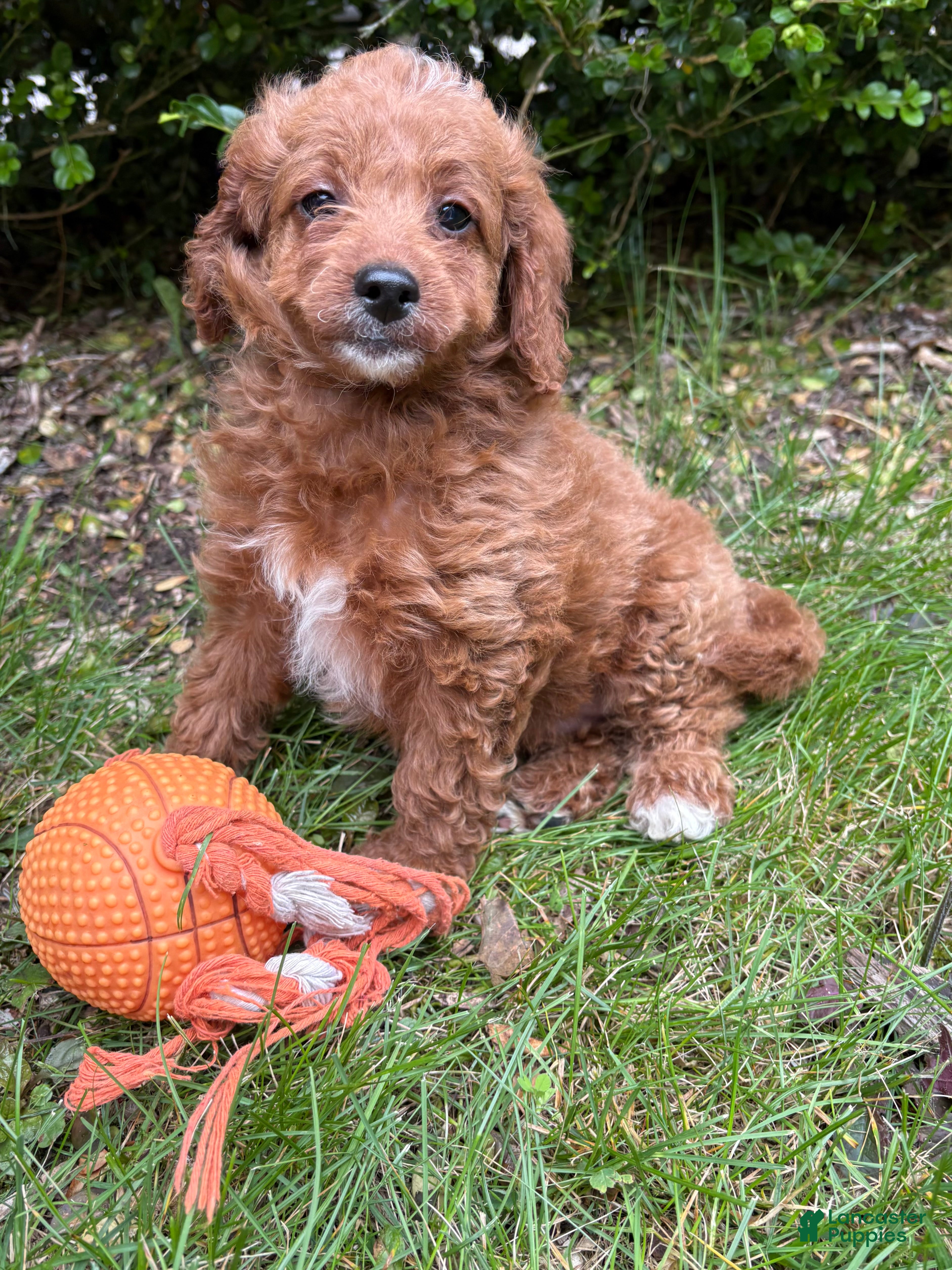 Goldendoodle dogs Avi  - Ad 2