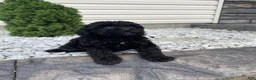 Miniature Poodle dogs for sale: Nokia - Ad 4