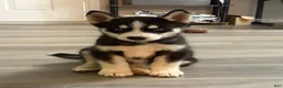 Siberian Husky dogs for sale: Siberian Husky 1 - Ad 1
