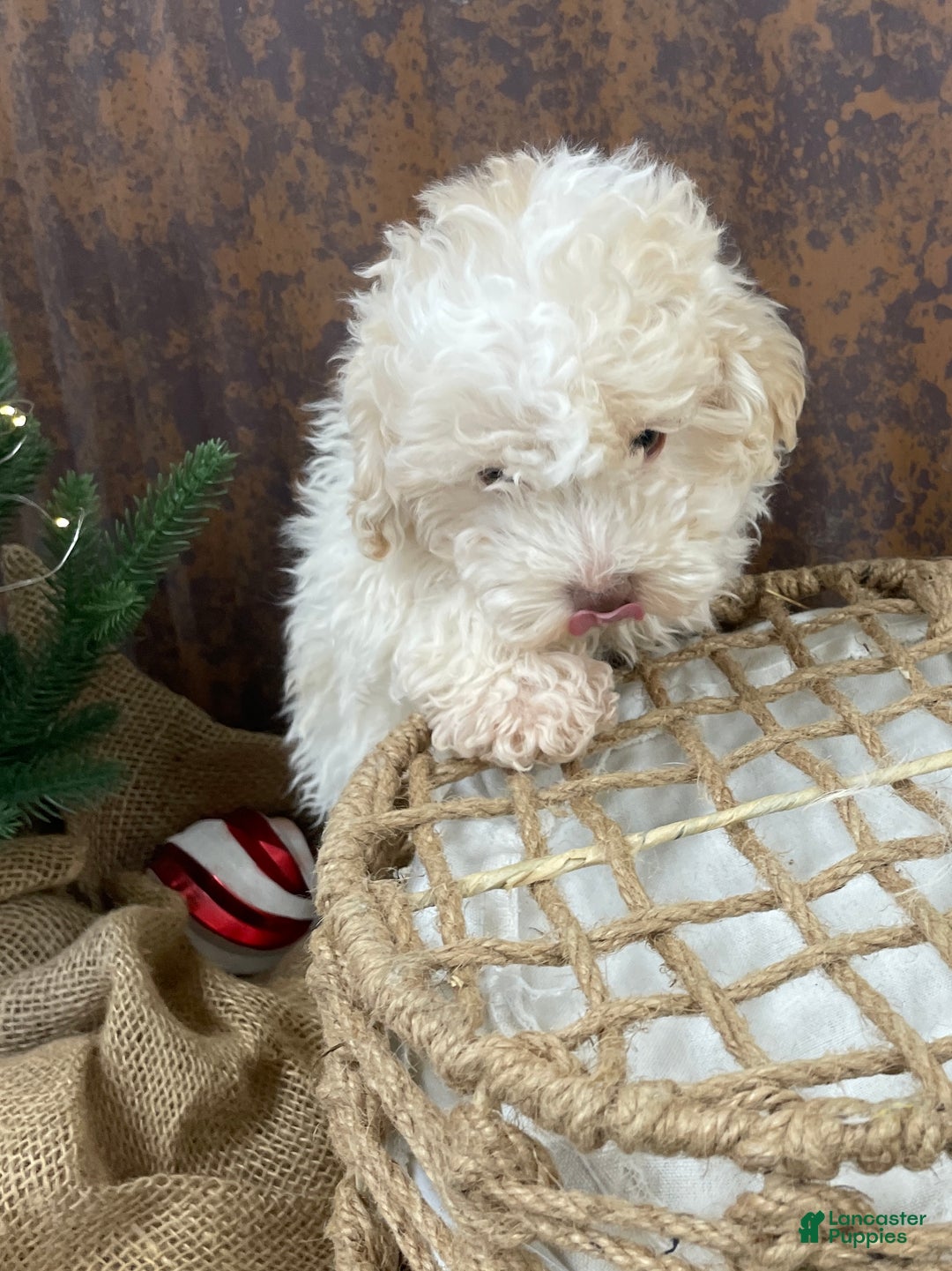 Miniature Poodle dogs for sale: Sheldon - Ad 9