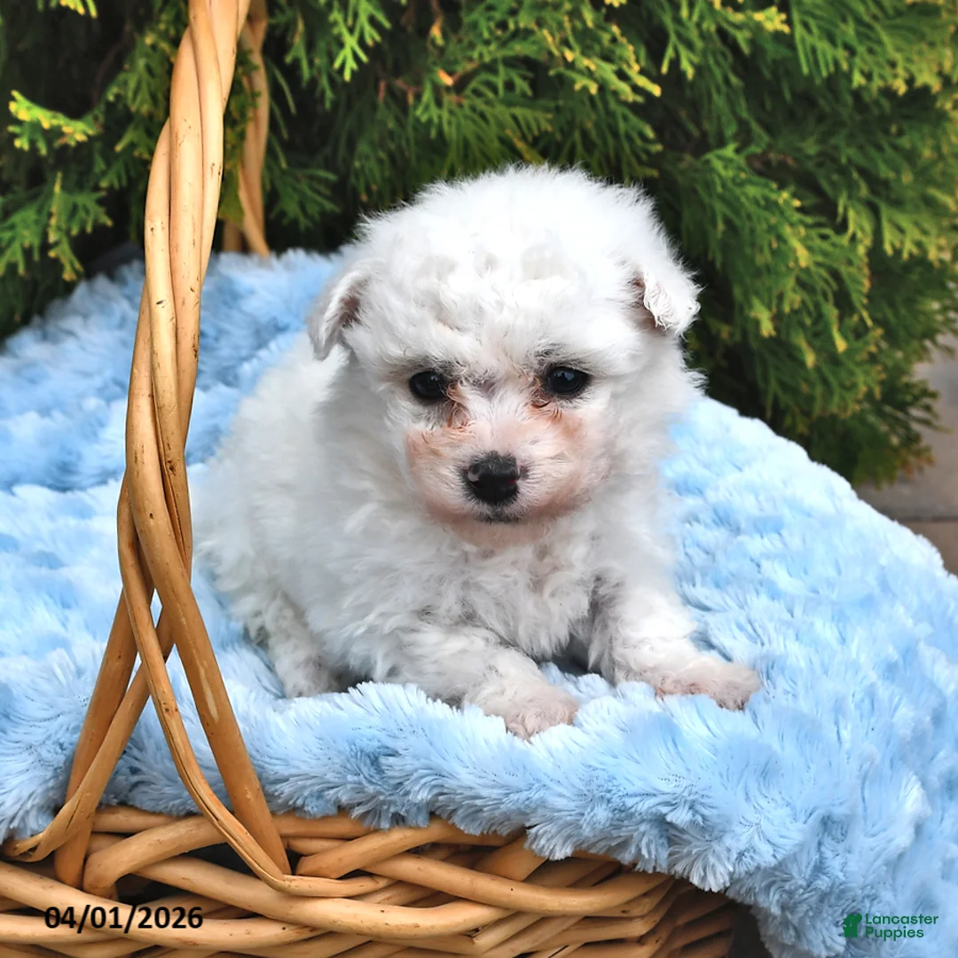Bichon Frise dogs for sale: Snowball - Ad 2