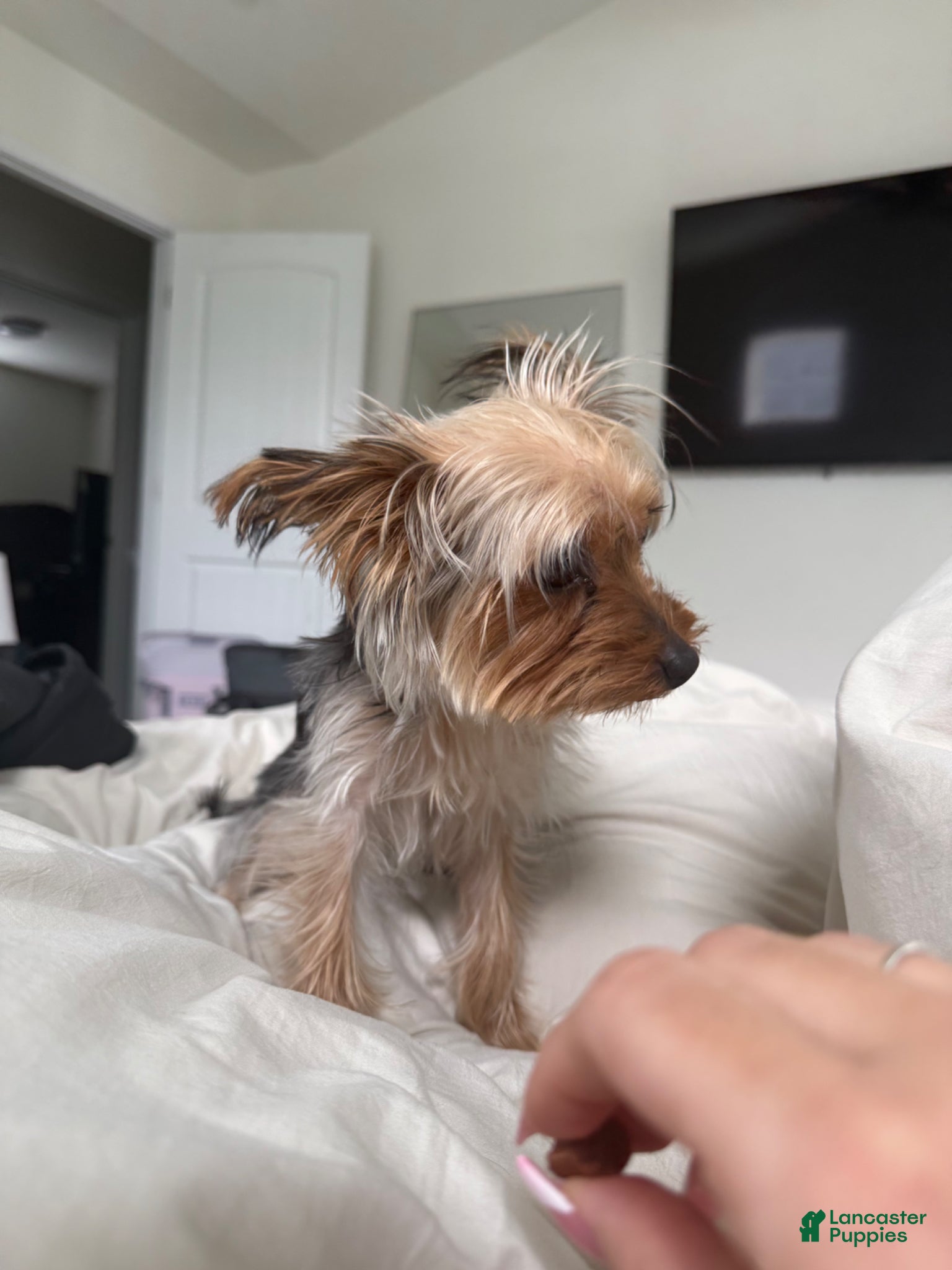 Yorkshire Terrier dogs Yorkshire Terrier Puppy 1 - Ad 2