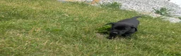 Labrador Retriever dogs for sale: Black Male (Purple) - Ad 10