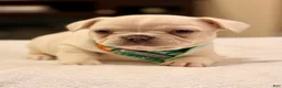 French Bulldog dogs for sale: 3 - Lilac Cream Male - Ad 3