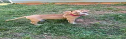 American Bulldog dogs for sale: Minnie - Ad 1