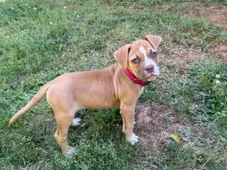 American Bulldog dogs for sale: Minnie - Ad 3