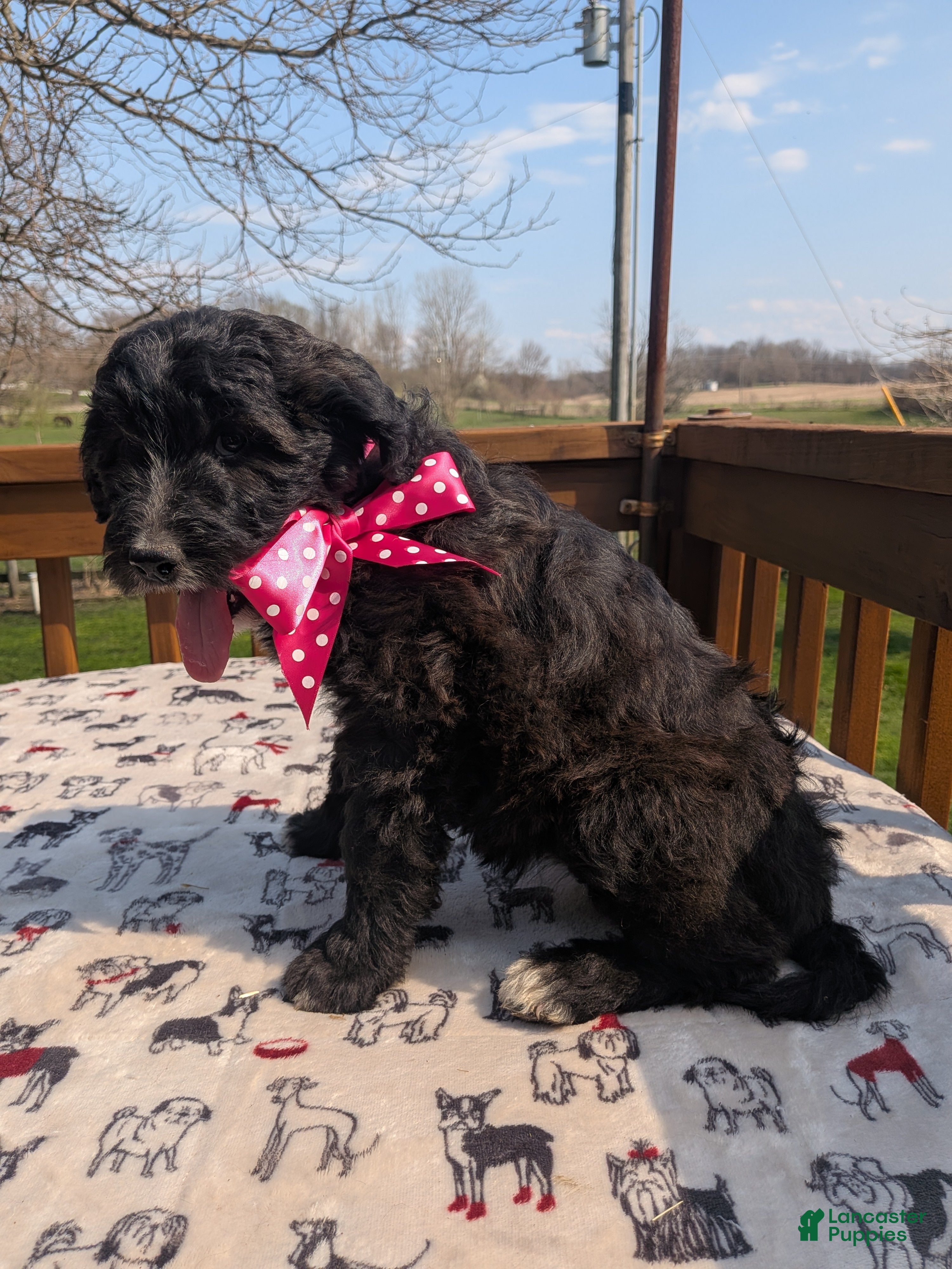 Bordoodle dogs Bordoodle Puppy 8 - Ad 7