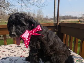 Bordoodle dogs Bordoodle Puppy 8 - Ad 7