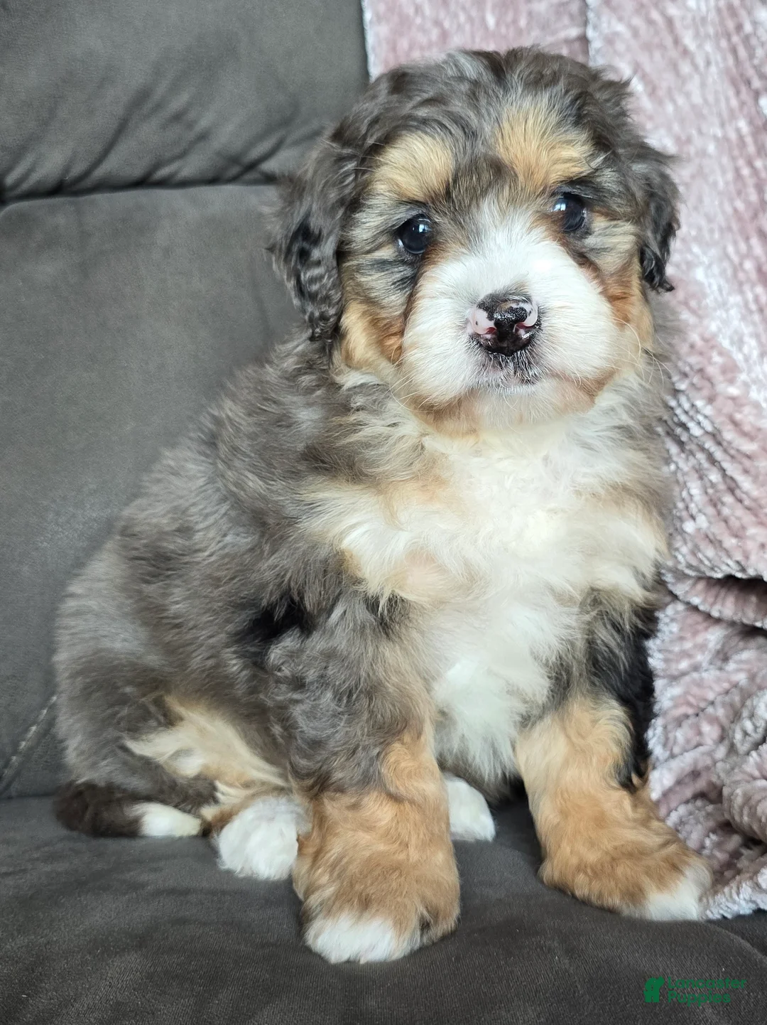 Mini Bernedoodle dogs for sale: Mini Bella - Ad 12