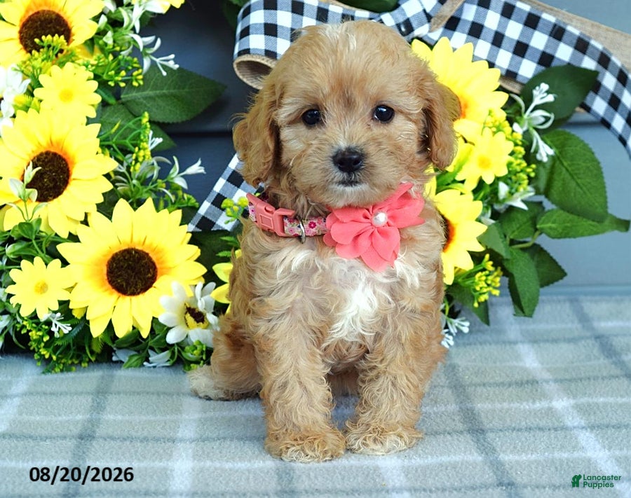 Cavapoo dogs Tulip - Ad 2