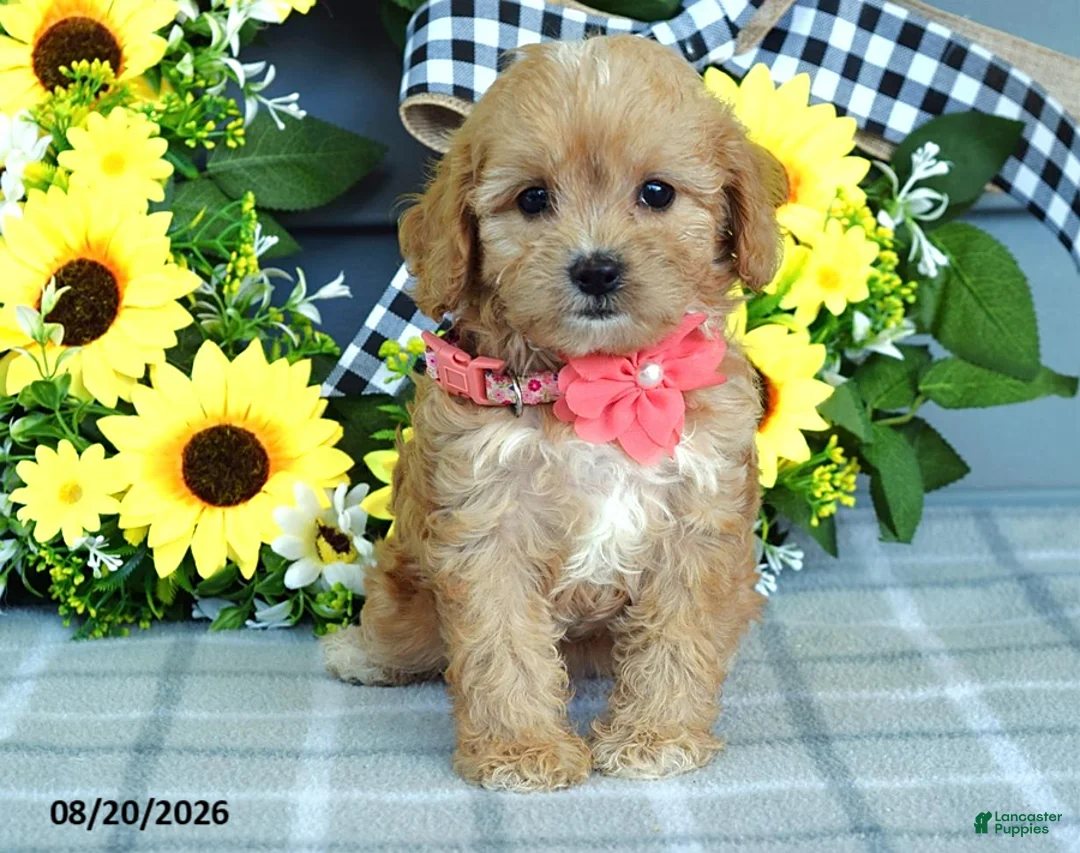 Cavapoo dogs for sale: Tulip - Ad 2