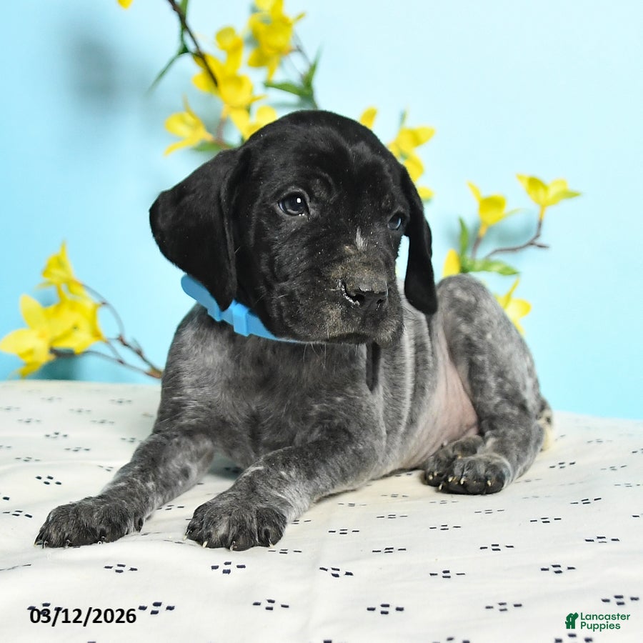 German Shorthaired Pointer dogs Tango - Ad 2