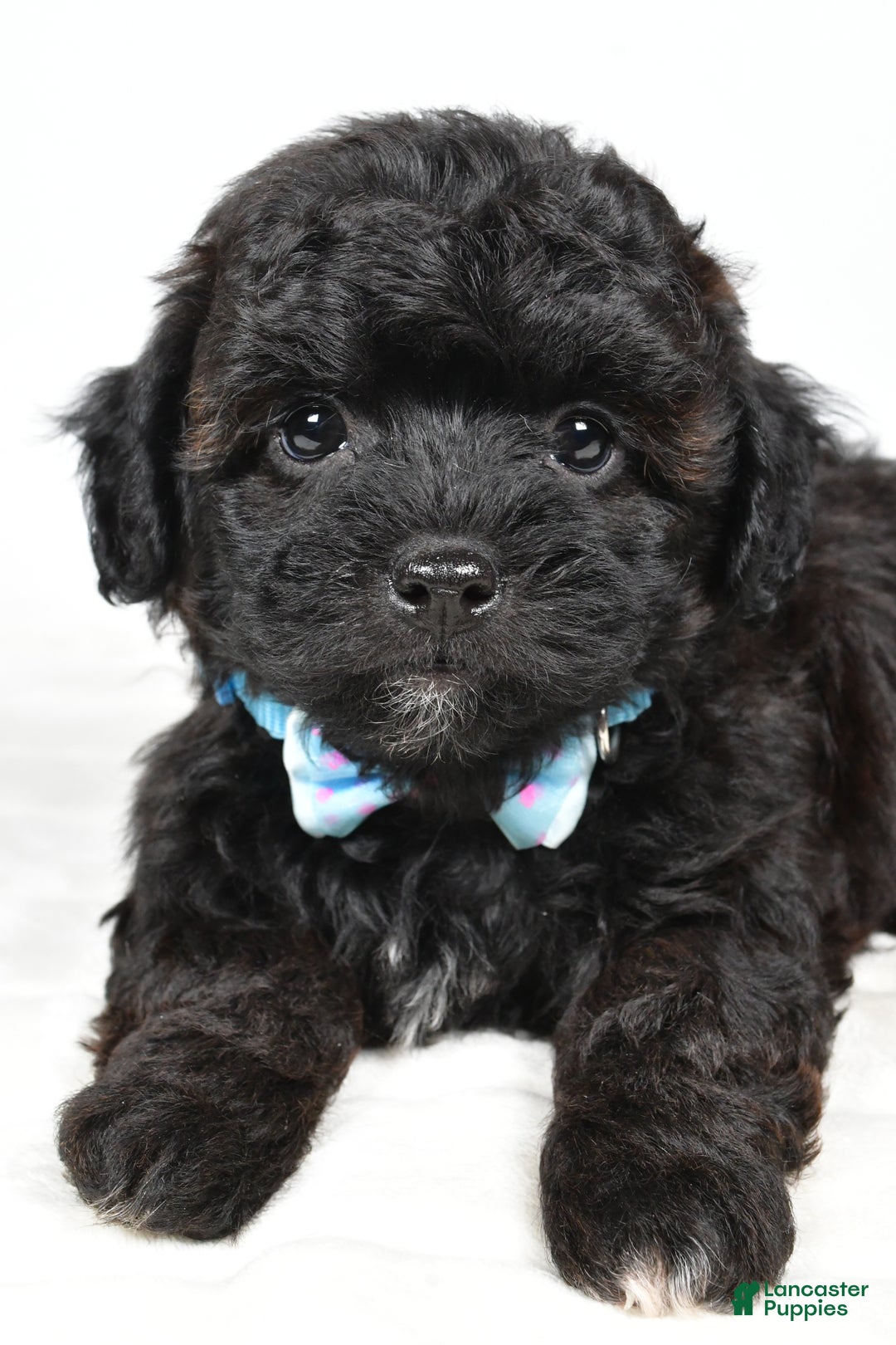 Shihpoo dogs for sale: Ian - Ad 4