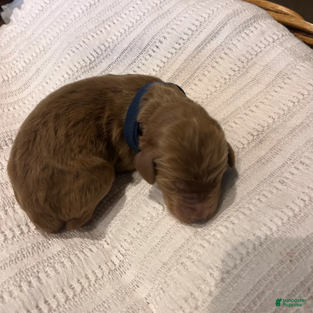 Irish Doodle dogs for sale: Navy Collar - “Kane” - Ad 1