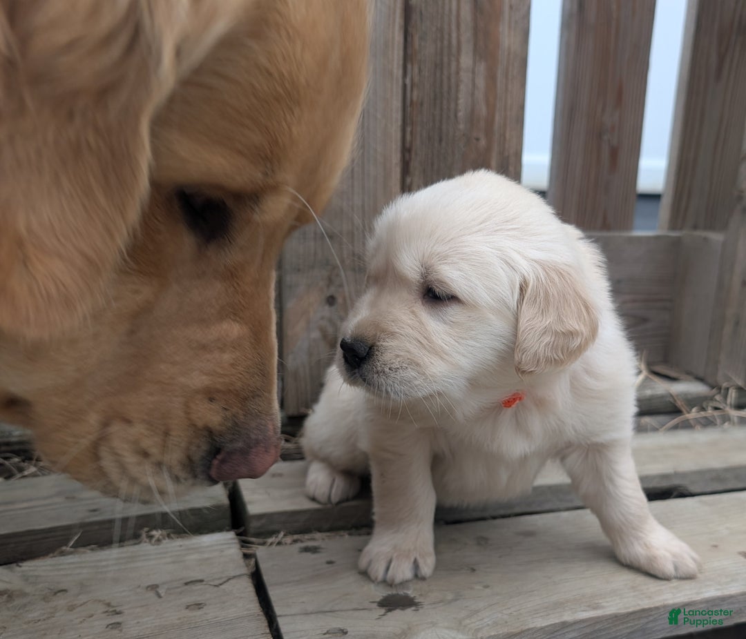 Golden Retriever dogs for sale: Luna - Ad 1