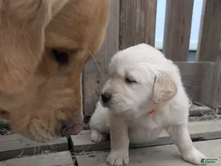 Golden Retriever dogs Luna - Ad 26