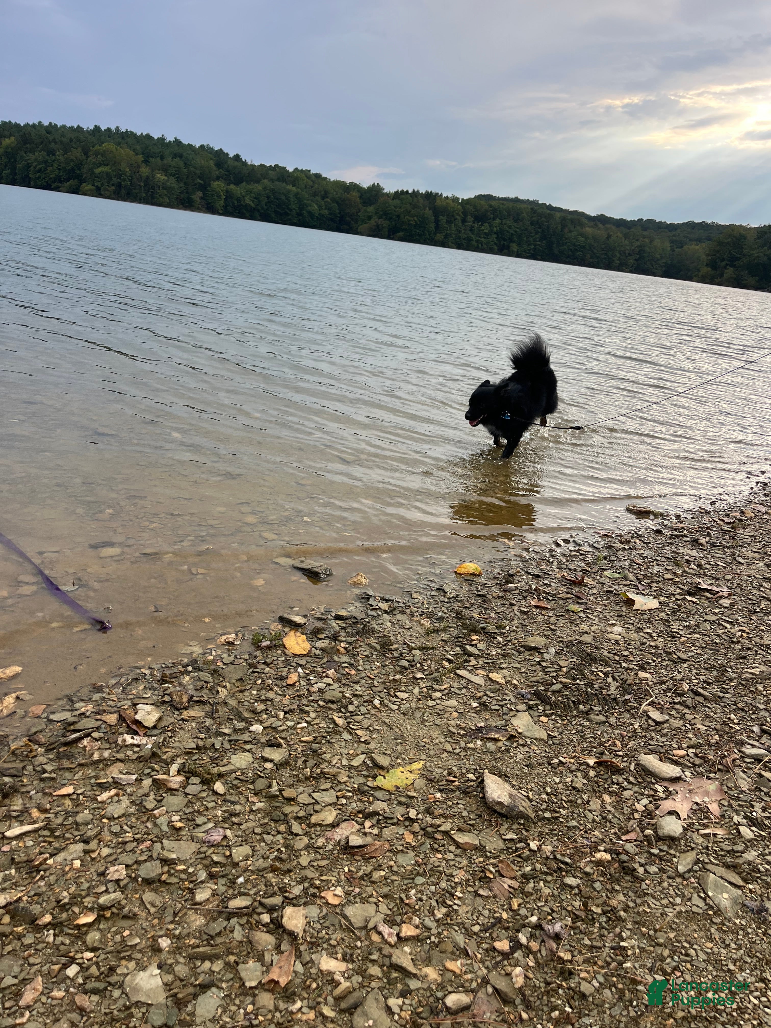 Pomeranian dogs Jackie - Ad 27