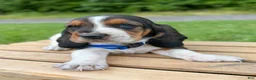Basset Hound dogs for sale: Oscar - Ad 21