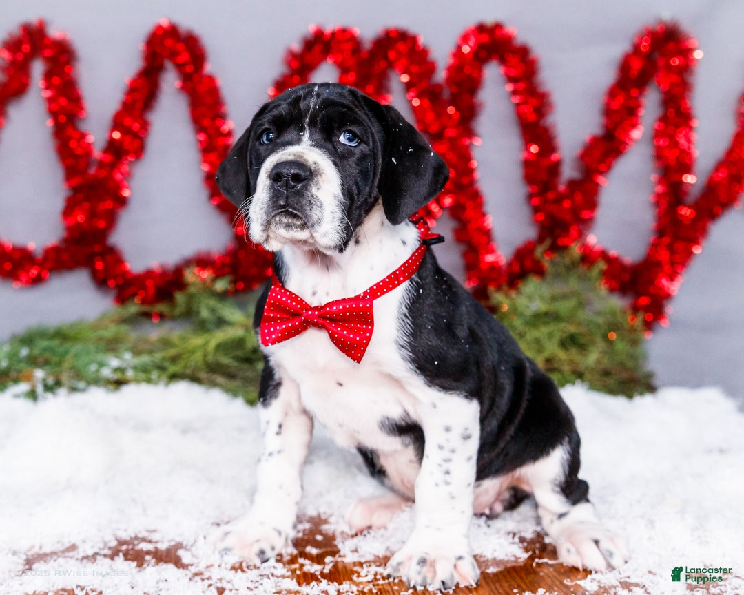 Great Dane dogs for sale: Cookie - Ad 10