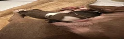 Boston Terrier dogs for sale: Tuesday - Ad 3