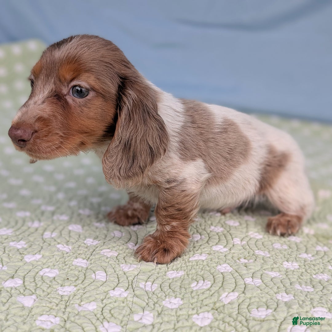 Miniature Dachshund dogs for sale: Pumpkin - Ad 11