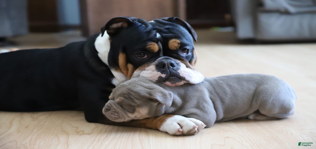 Gallery Image {{count}}