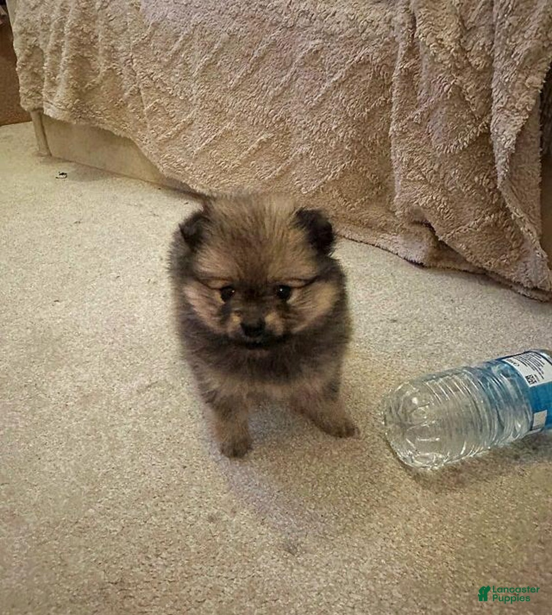 Pomeranian dogs for sale: Molly - Ad 7