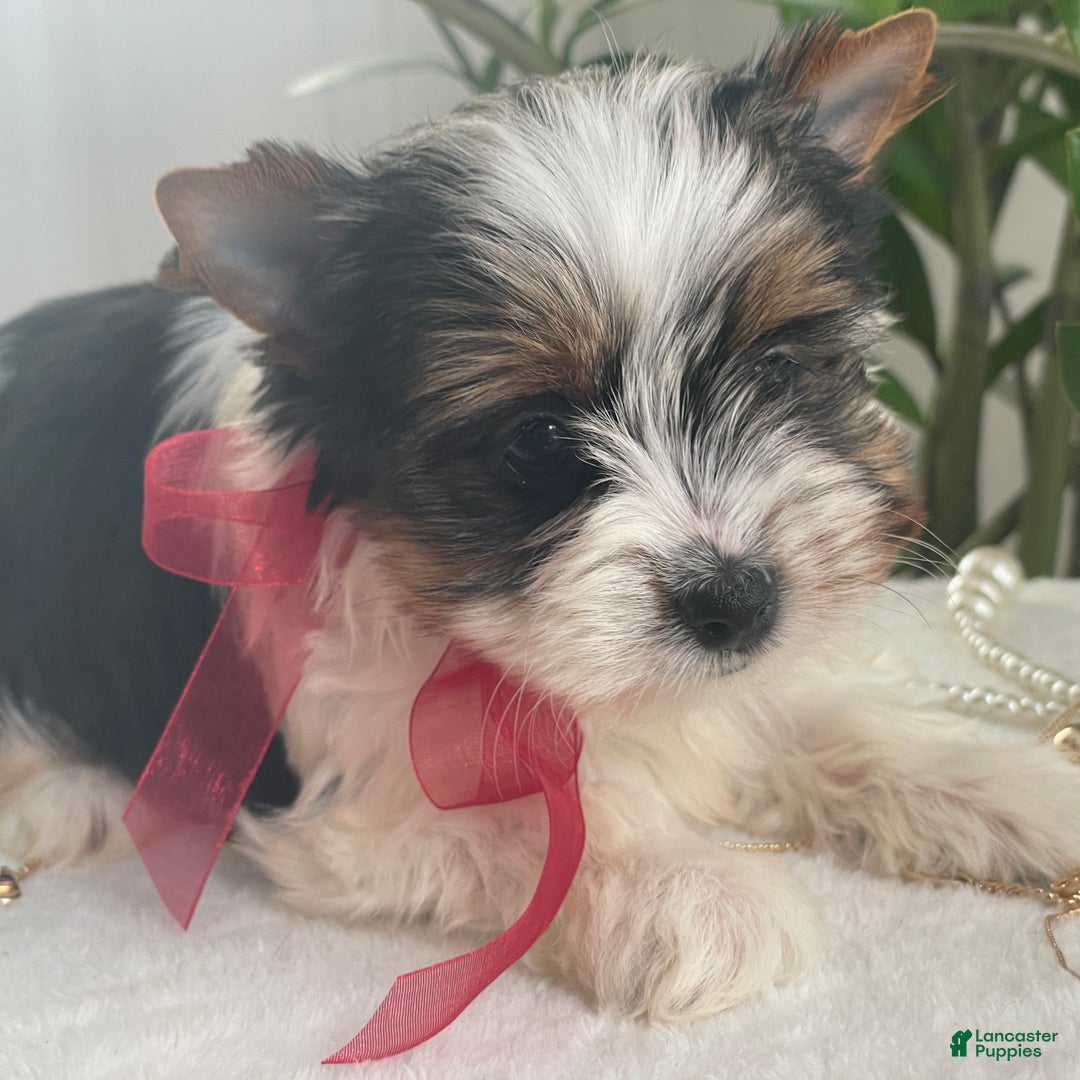 Biewer Terrier dogs for sale: Tilly - Ad 8