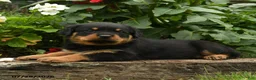 Rottweiler dogs for sale: Mary - Ad 3