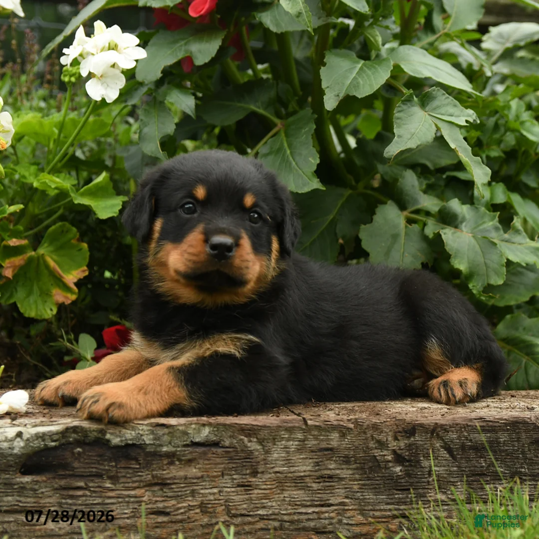 Rottweiler dogs for sale: Mary - Ad 3