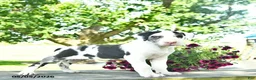 Great Dane dogs for sale: Candy - Ad 3