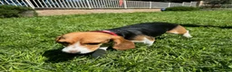 Beagle dogs for sale: Lola - Ad 7
