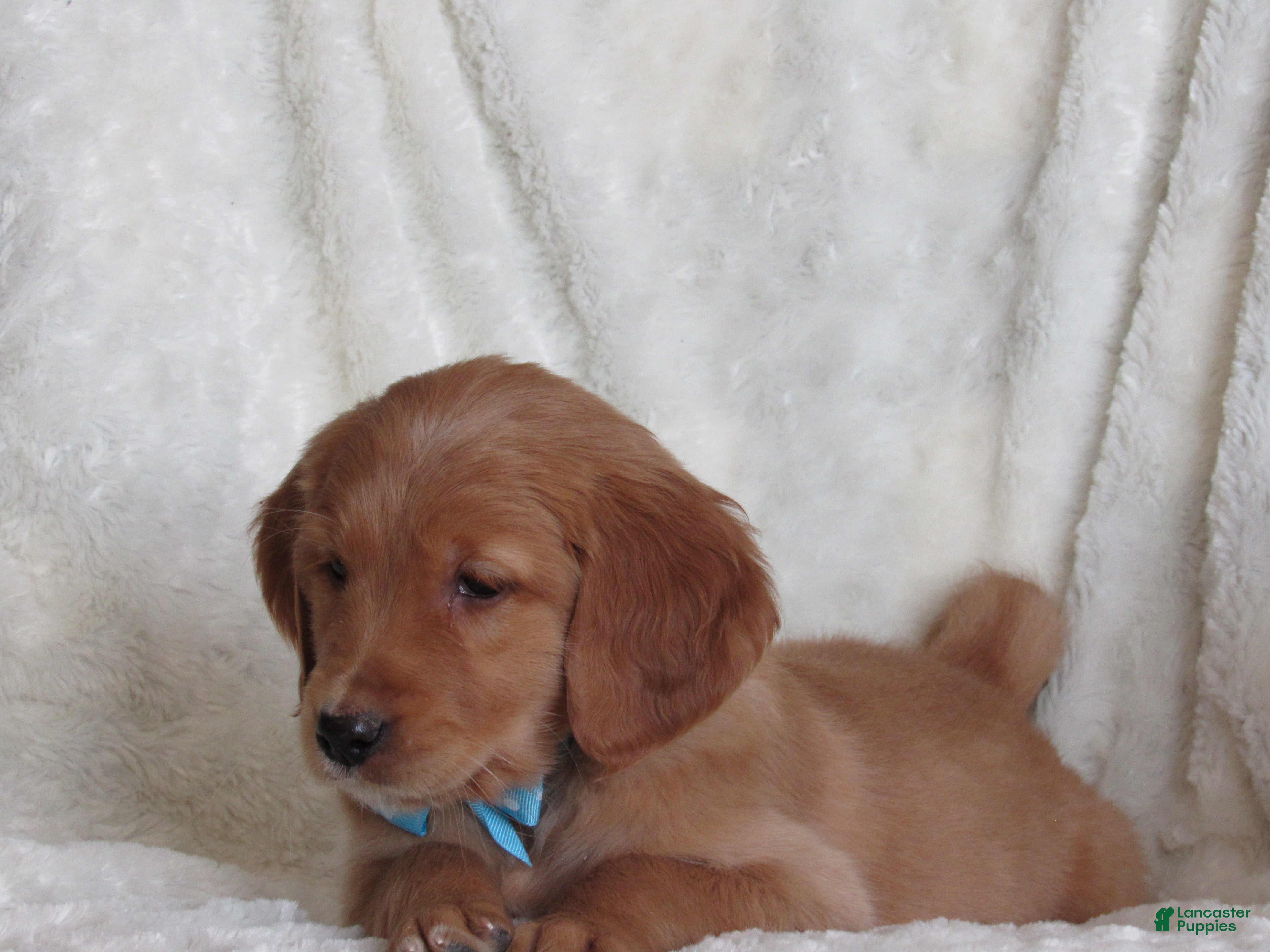 Golden Retriever dogs HERO - Ad 4