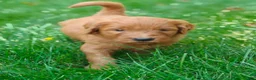 Goldendoodle dogs for sale: Moose - Ad 10