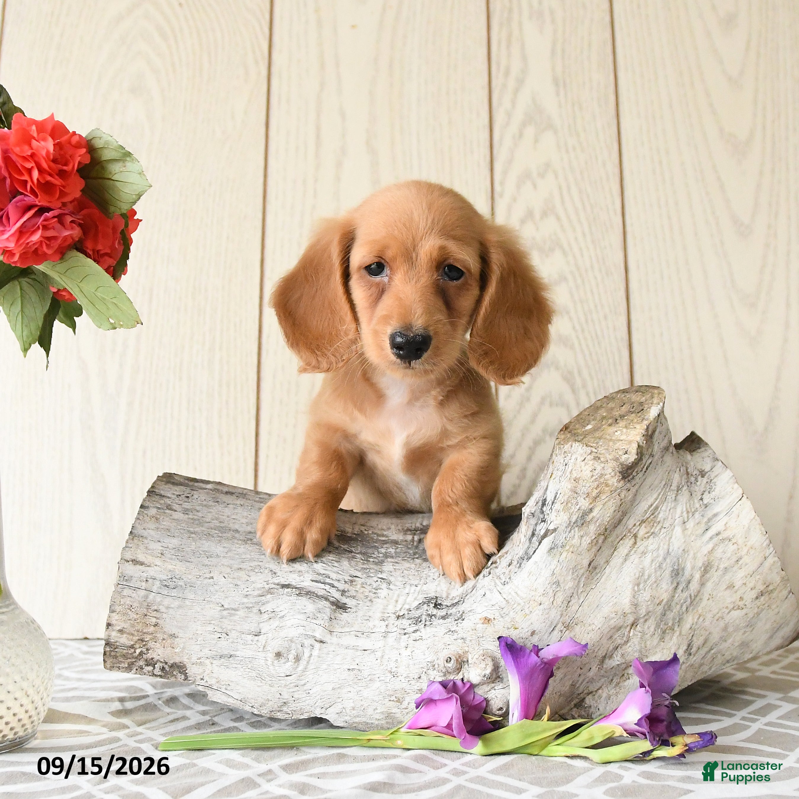 Miniature Dachshund dogs Max - Ad 1
