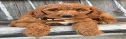 Irish Doodle dogs for sale: Juniper - Ad 20