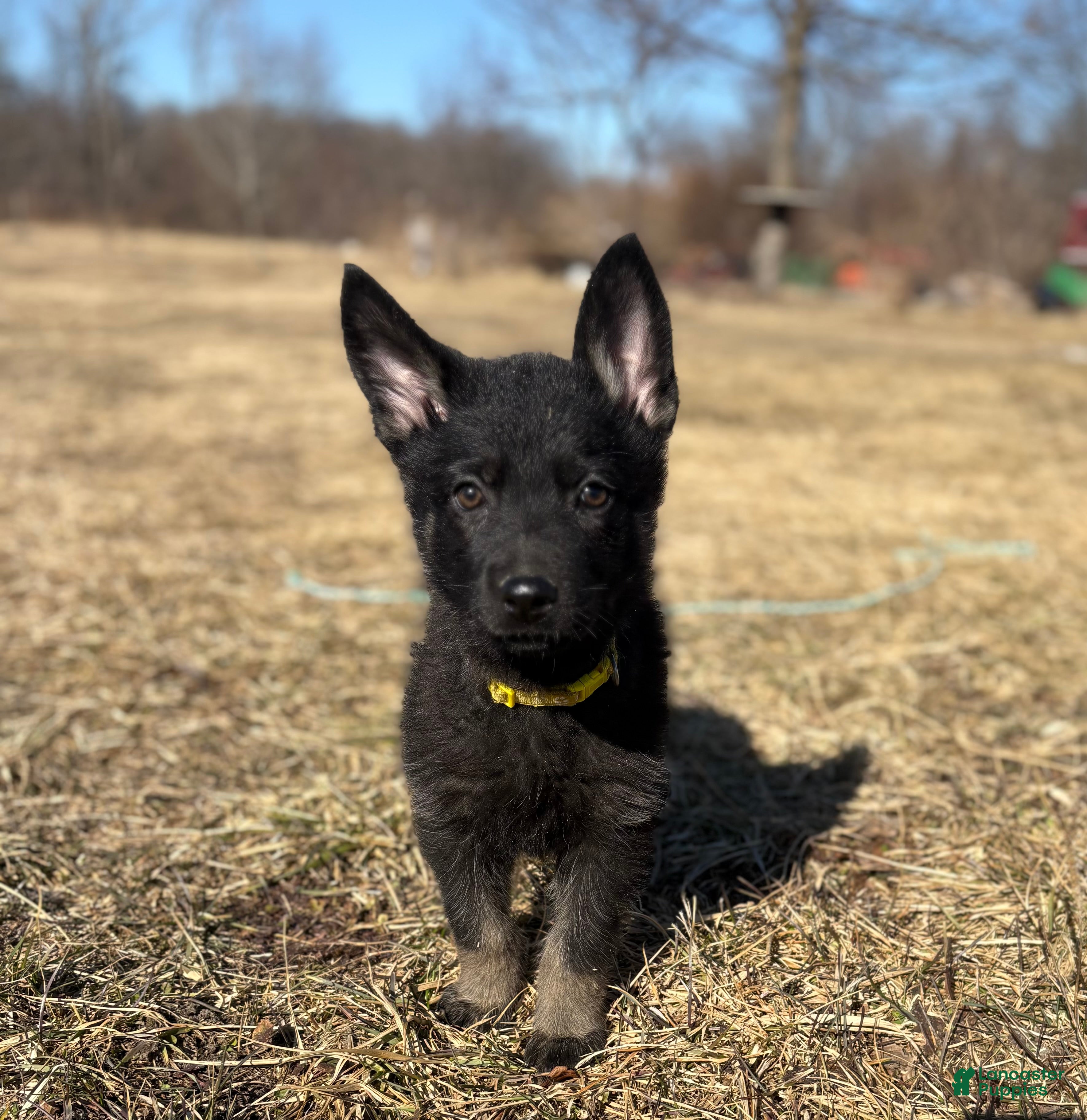 German Shepherd dogs Yellow Collar Female 12-30 - Ad 31