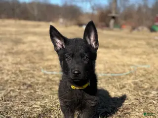 German Shepherd dogs Yellow Collar Female 12-30 - Ad 31