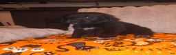Mixed Breed dogs for sale: Flounder 🐠 - Ad 1
