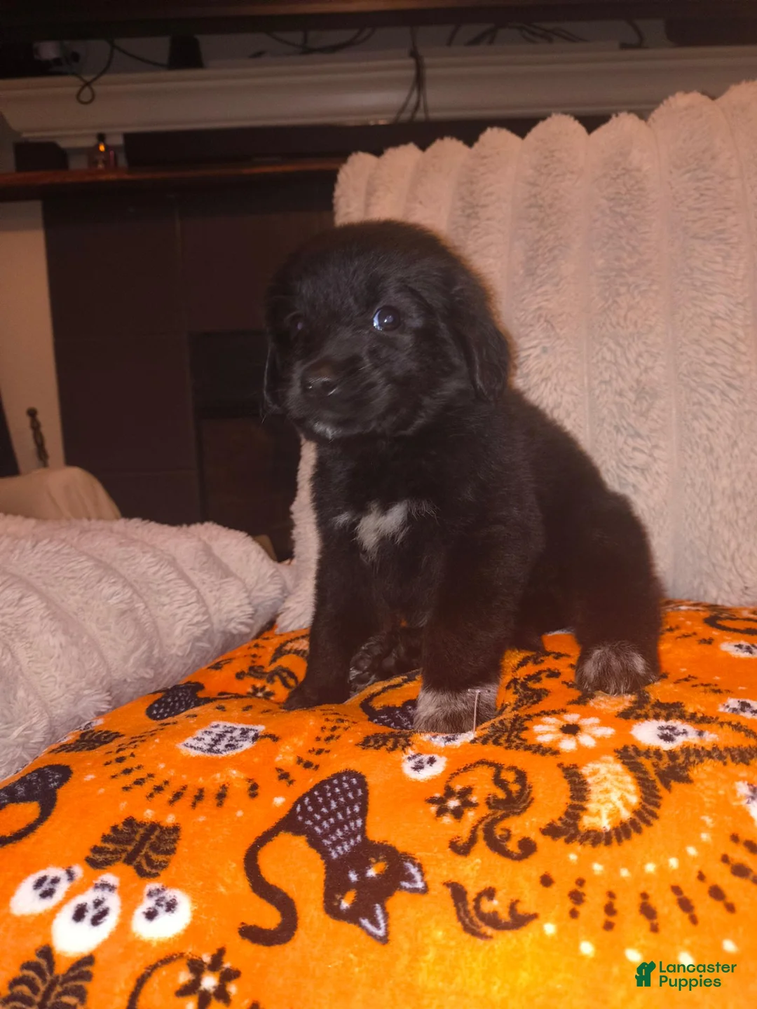 Mixed Breed dogs for sale: Flounder 🐠 - Ad 1