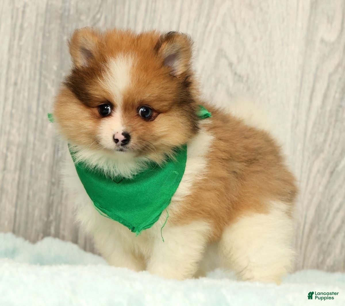 Pomeranian dogs Houston - Ad 1