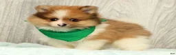 Pomeranian dogs for sale: Houston - Ad 3