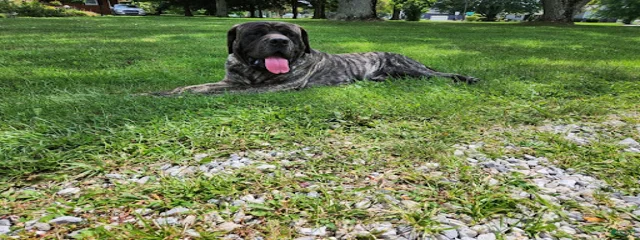 Brutus